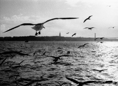 [Gaivotas%20do%20Tejo.jpg]
