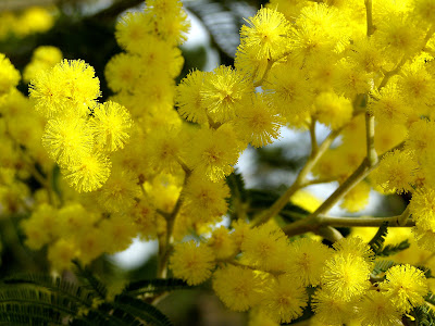 Mimosas em Flor