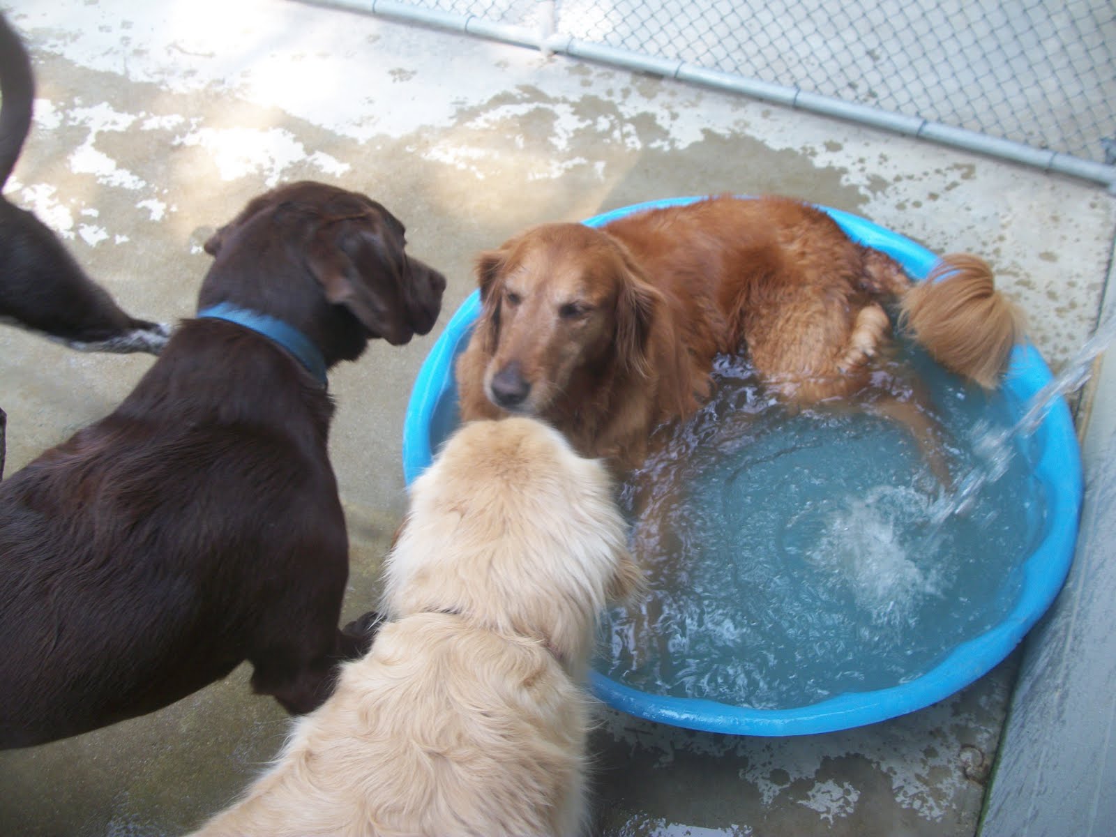 Best Friends Chadds Ford