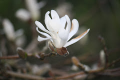 Blomstrende Magnolia