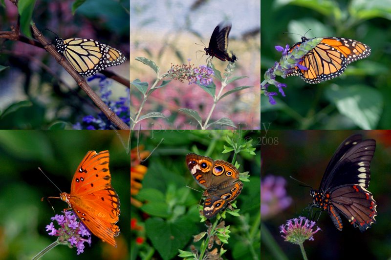 [butterflies.jpg]