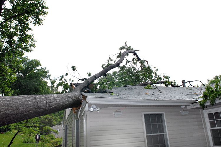 [tree-roof.jpg]