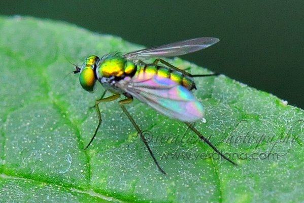 [fly.jpg]