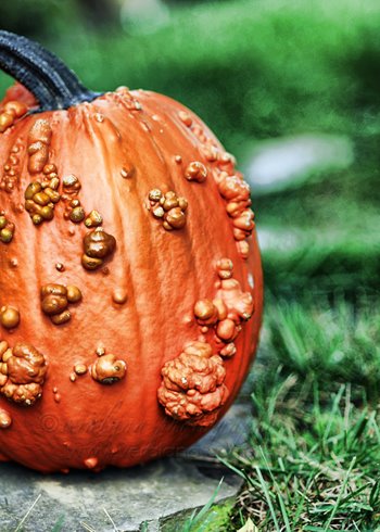 [wartypumpkin.jpg]