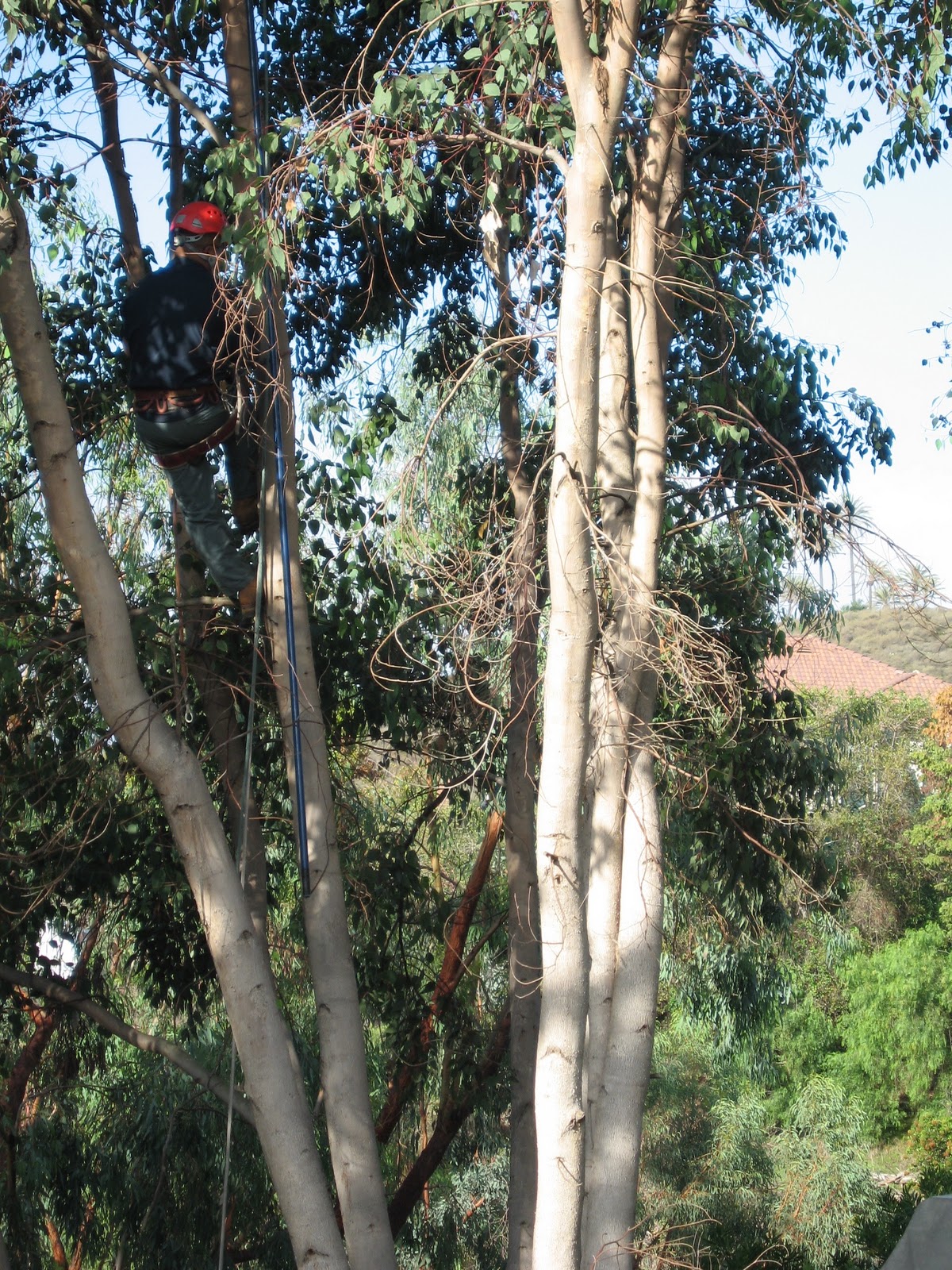 I CA my Gonzales can trim when trees,