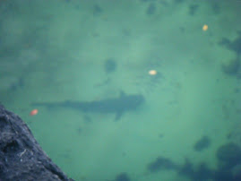 A shark!