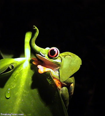 elephant+Frog.jpg