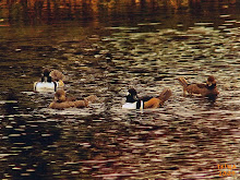 Hooded Merganser Lophodytes cucullatus