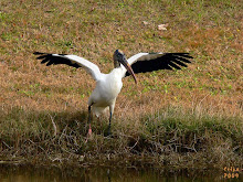 WOOD STORK