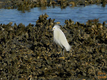 Snowy Egret Egretta thula