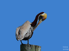 Brown Pelican chestnut neck