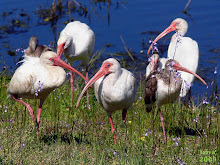 White Ibis , Eudocimus albus