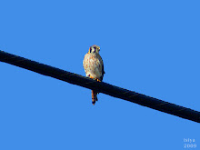 American Kestrel  Falco sparverius  female