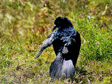 Boat-tailed Grackle  Quiscalus major