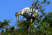 ALLIGATOR FARM ROOKERY