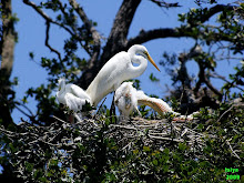 GREAT EGRET