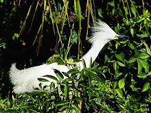 Snowy Egret ,Egretta thula