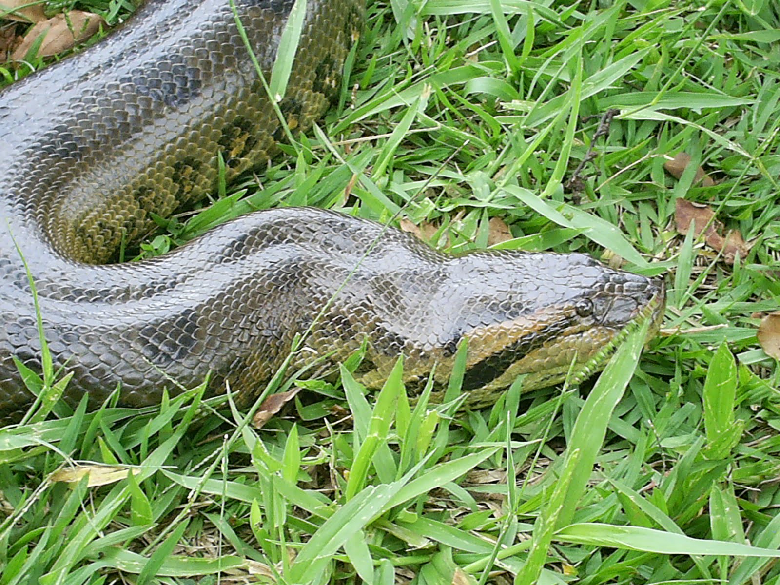 Eunectes murinus murinus