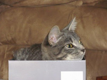 Bunny the Cat