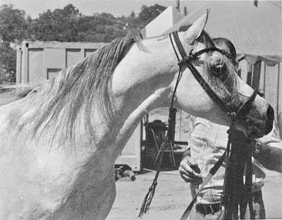 Banu Sanhadja Breeding focus Syrian blood lines