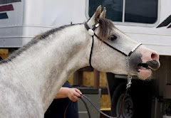 Banu Sanhadja Breeding focus on Syaian Arabians