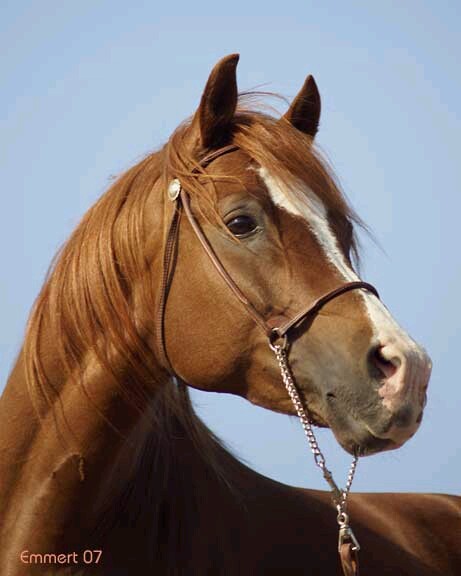 Banu Sanhadja Breeding focus Syrian blood lines