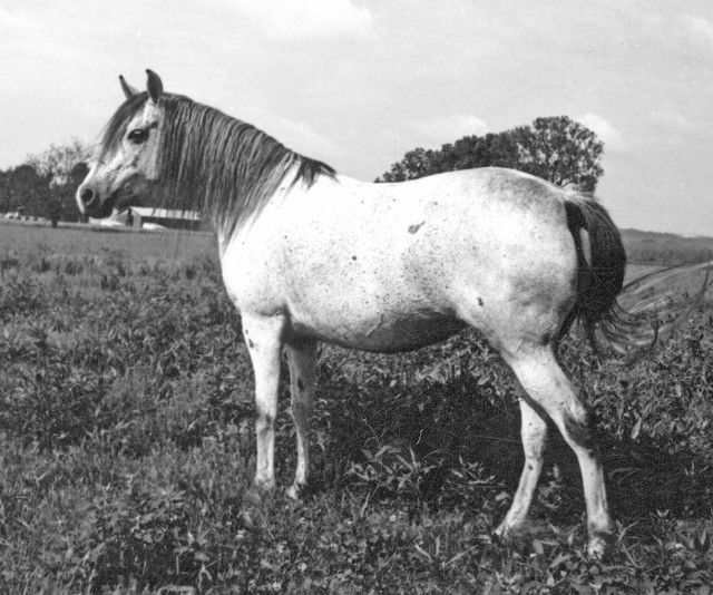 Banu Sanhadja Breeding focus Bani Sham Arabians