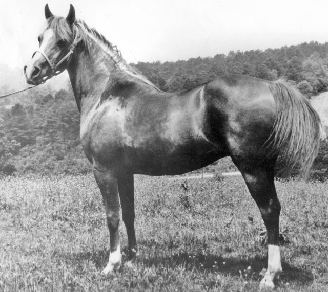 Banu Sanhadja Breeding focus Bani Sham Arabians