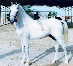 Banu Sanhadja Breeding focus on Bahrain Arabians