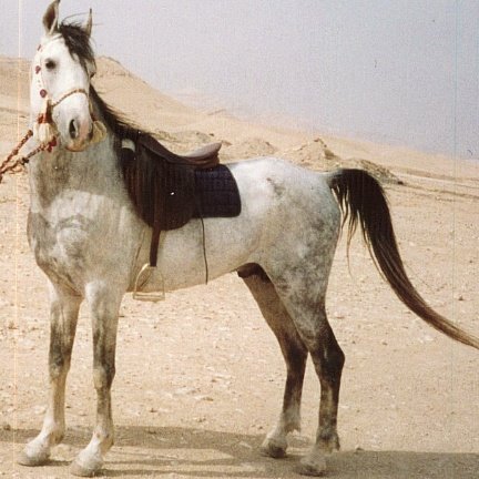 Banu Sanhadja Breeding focus on breeding Asil Arabians