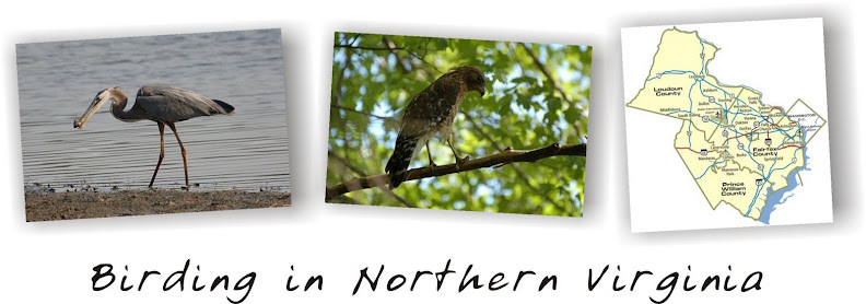 Birding In Northern VA.