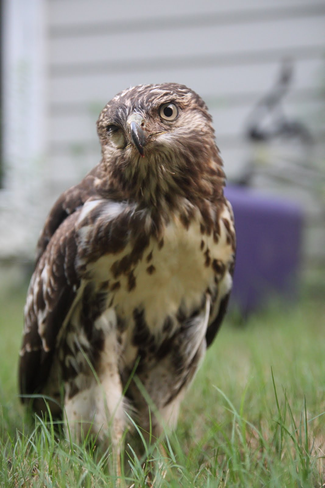 See For Yourself There is a hawk in my backyard