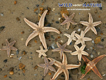 Starfishes become..more starfishes!