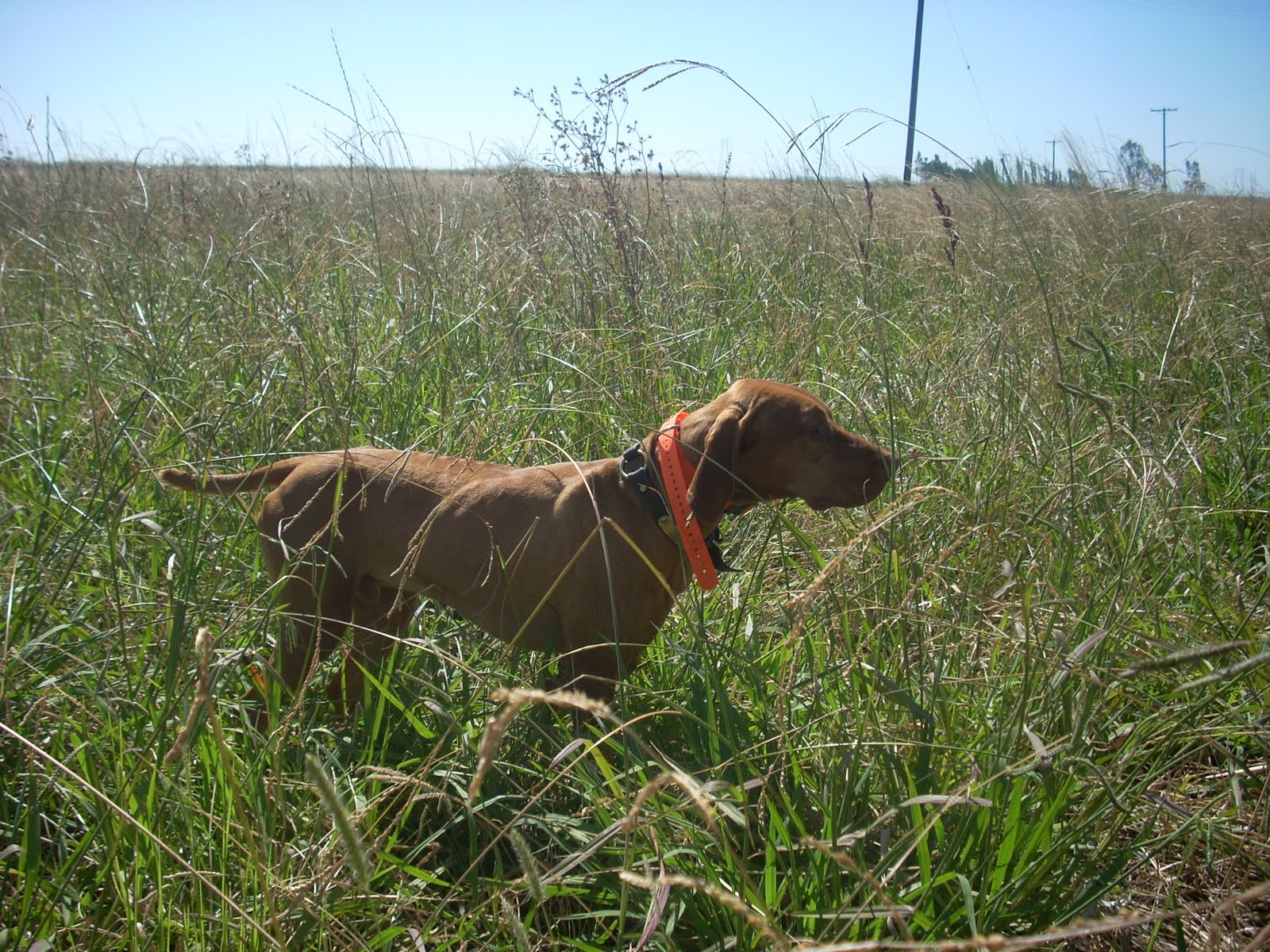 redbirddog a hungarian pointer (vizsla) blog Attending Your First
