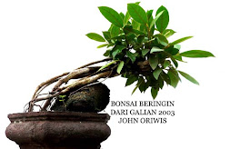 BONSAI BERINGIN BULU