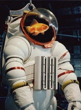 Fish in space