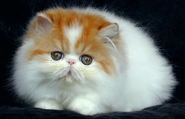 Gambar Kucing Cantik Gambar Kucing Cantik