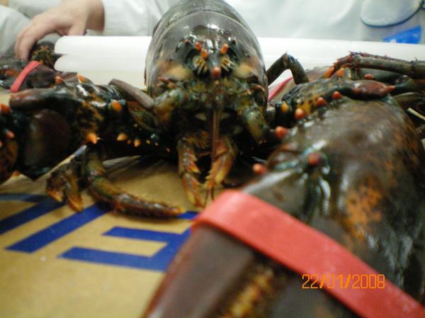 [lobster.jpg]