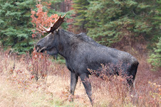Moose on hwy # 60 just along from Algonquin inn