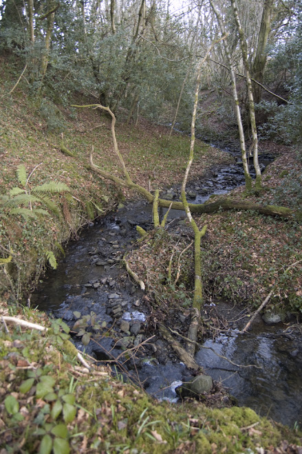 Our stream by Dana Kittle