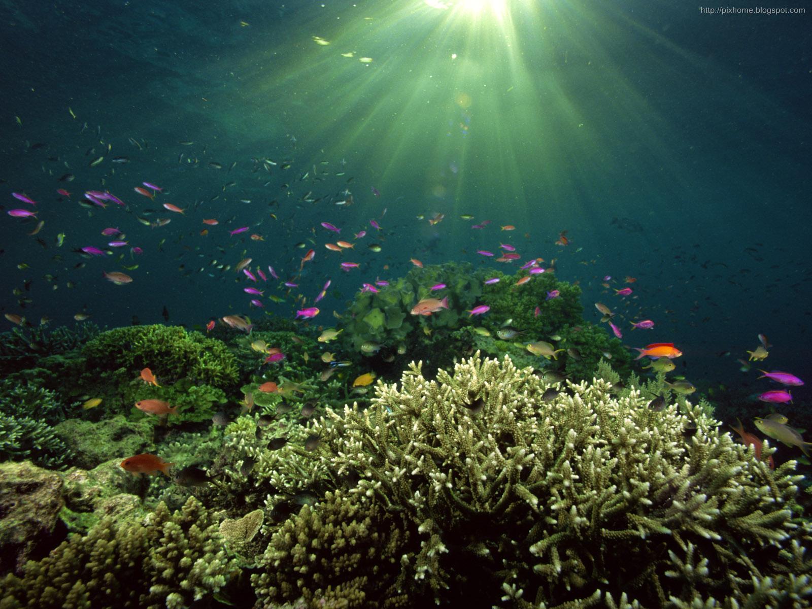 underwater sea animal creatures, plants, pictures HQ 1600x1200