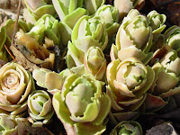 snapped sedum sprout