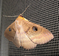 owlet moth esperance fauna