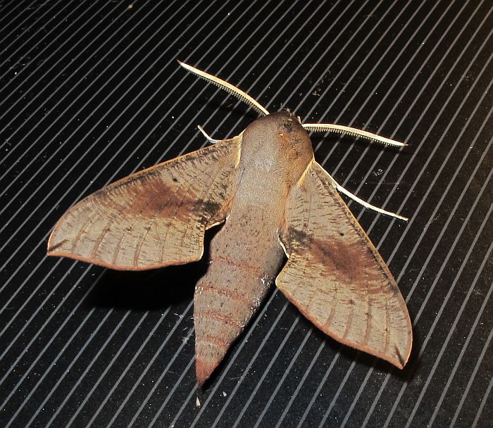 Esperance Fauna: Hippotion scrofa - Hawk Moth