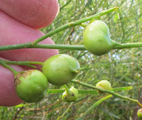 Esperance Wildflowers Anthocercis littorea Yellow Tailflower