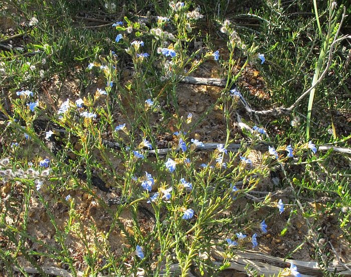 Esperance Wildflowers: Lechenaultia heteromera - Claw Leschenaultia