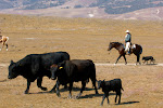 trailing cattle