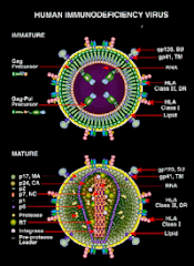 Immature and mature forms of HIV