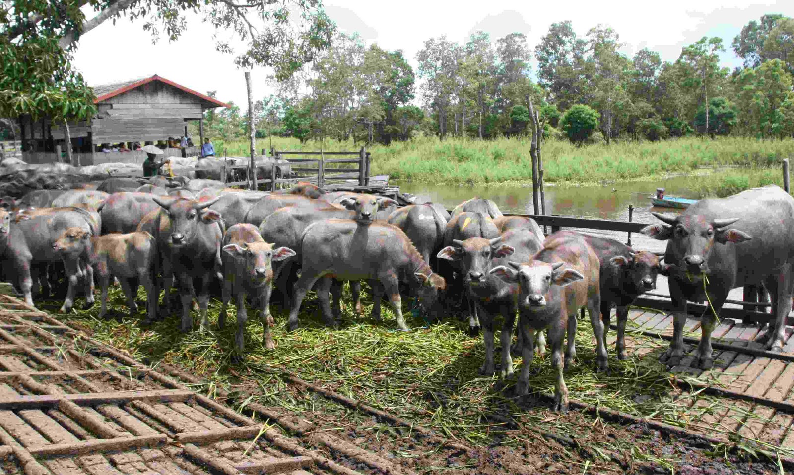 Konstruksi Kandang Kerbau Rawa Modern: Tingkatkan Kesejahteraan dan Pacu Produktivitas Ternak Desa Tayem
