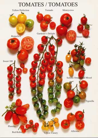 [variedades_tomates[1].jpg]
